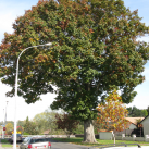 Red oak- Cambridge Tree Trust